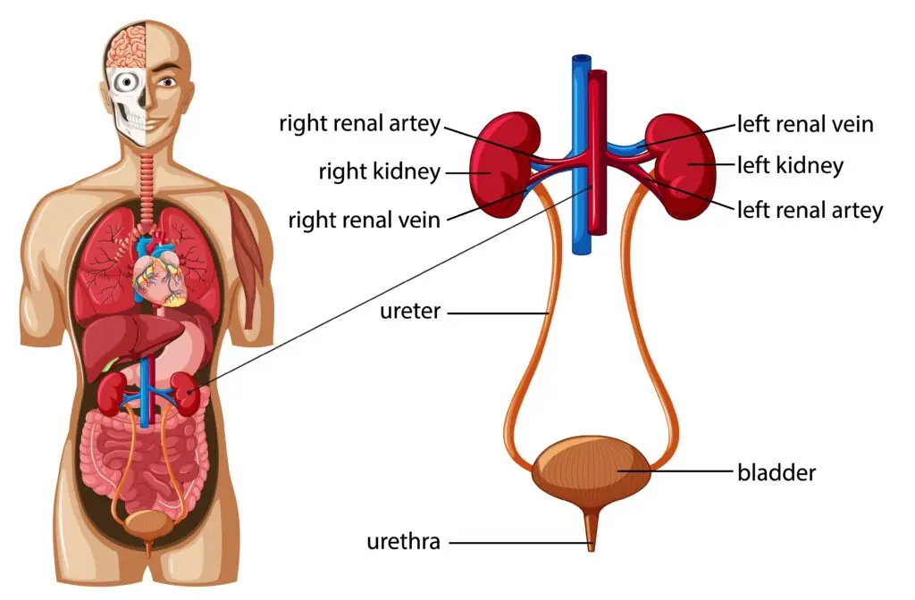 People with healthy kidneys will not have these 3 signs on their skin: If you don't have all of them, congratulations!