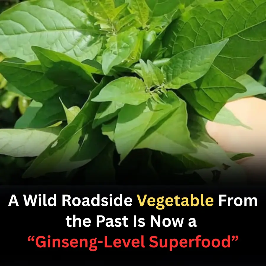 A Wild Roadside Vegetable From the Past Is Now a “Ginseng-Level Superfood”