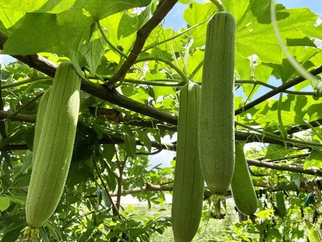 Luffa (Sponge Gourd): Nutritional Benefits, Food Combinations to Avoid, and Who Should Not Eat It
