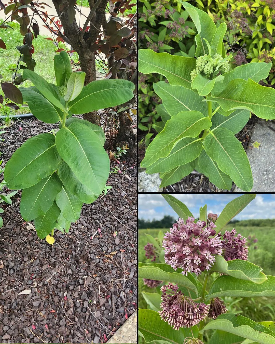 The Surprising Health Benefits of Common Milkweed (Asclepias syriaca): Uses, Nutrition, and Important Safety Warnings