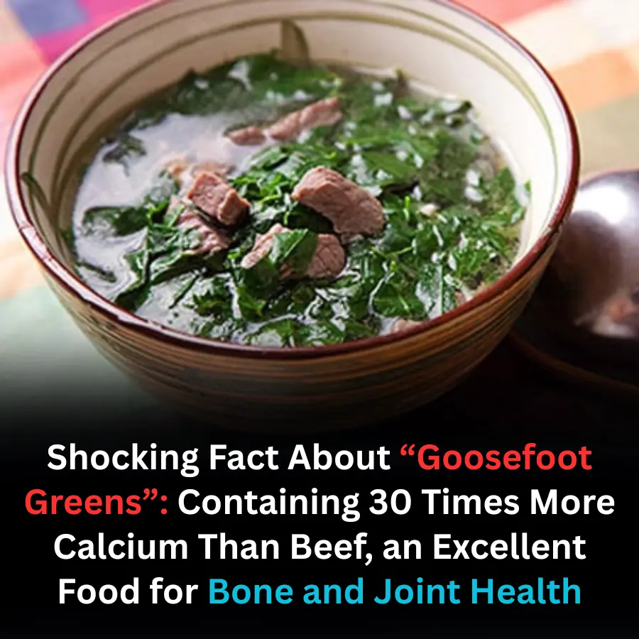 Shocking Fact About âGoosefoot Greensâ: Containing 30 Times More Calcium Than Beef, an Excellent Food for Bone and Joint Health