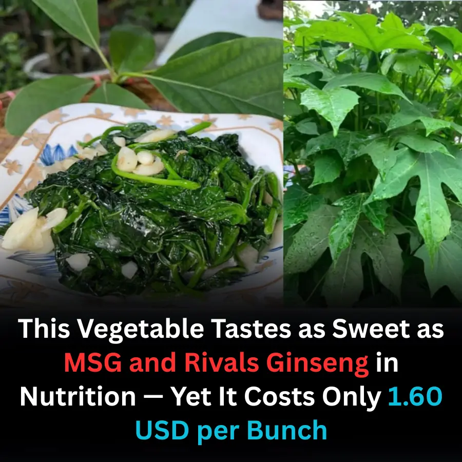 This Vegetable Tastes as Sweet as MSG and Rivals Ginseng in Nutrition — Yet It Costs Only 1.60 USD per Bunch