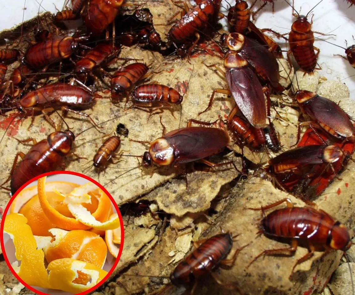 To get rid of cockroaches, you can use several natural ingredients commonly found at home.