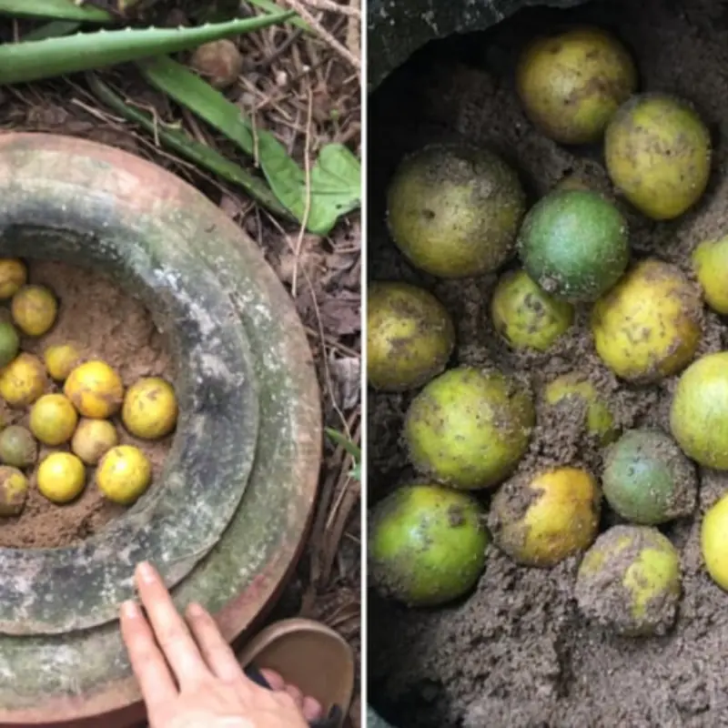 Stop Putting Lemons Straight Into the Fridge: Use This Simple Trick to Keep Them Fresh for Up to a Year