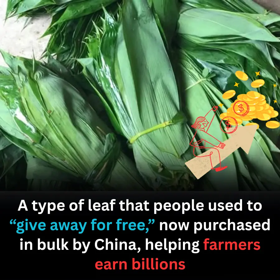A Once-Discarded Leaf Now Becomes a Billion-Dong Industry as China Buys in Bulk
