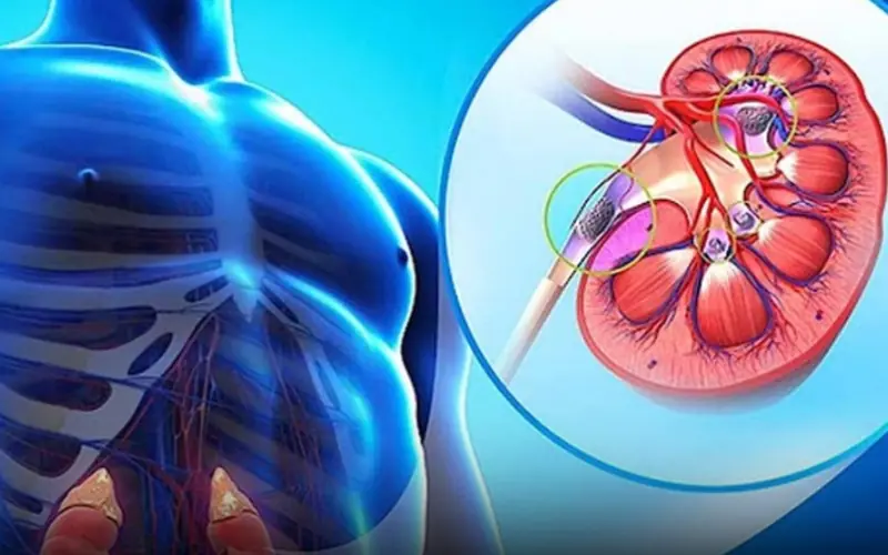 5 signs of healthy kidneys and how to recognize them