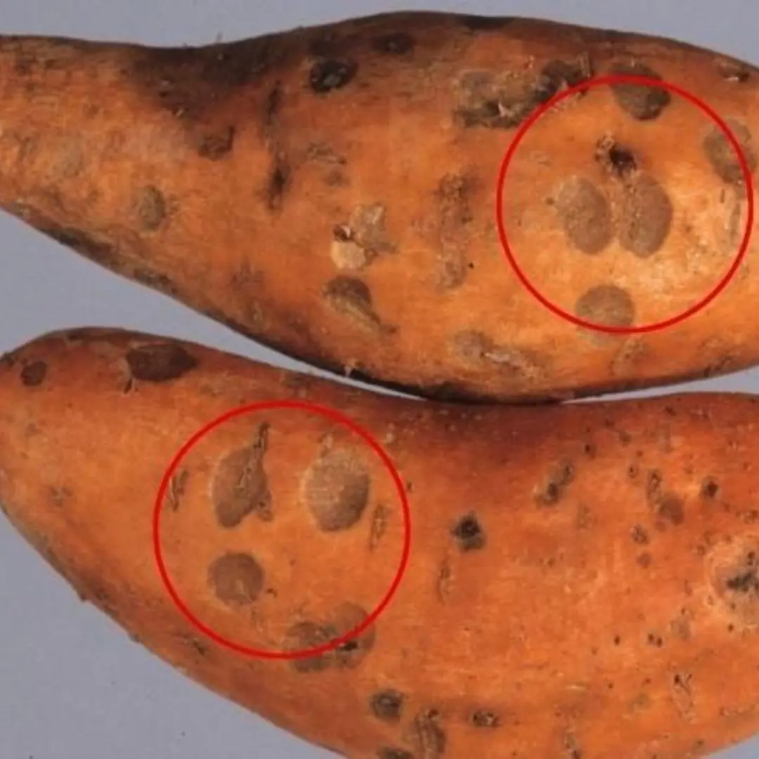Doctors Warn: 3 Foods That Severely Damage Your Liver