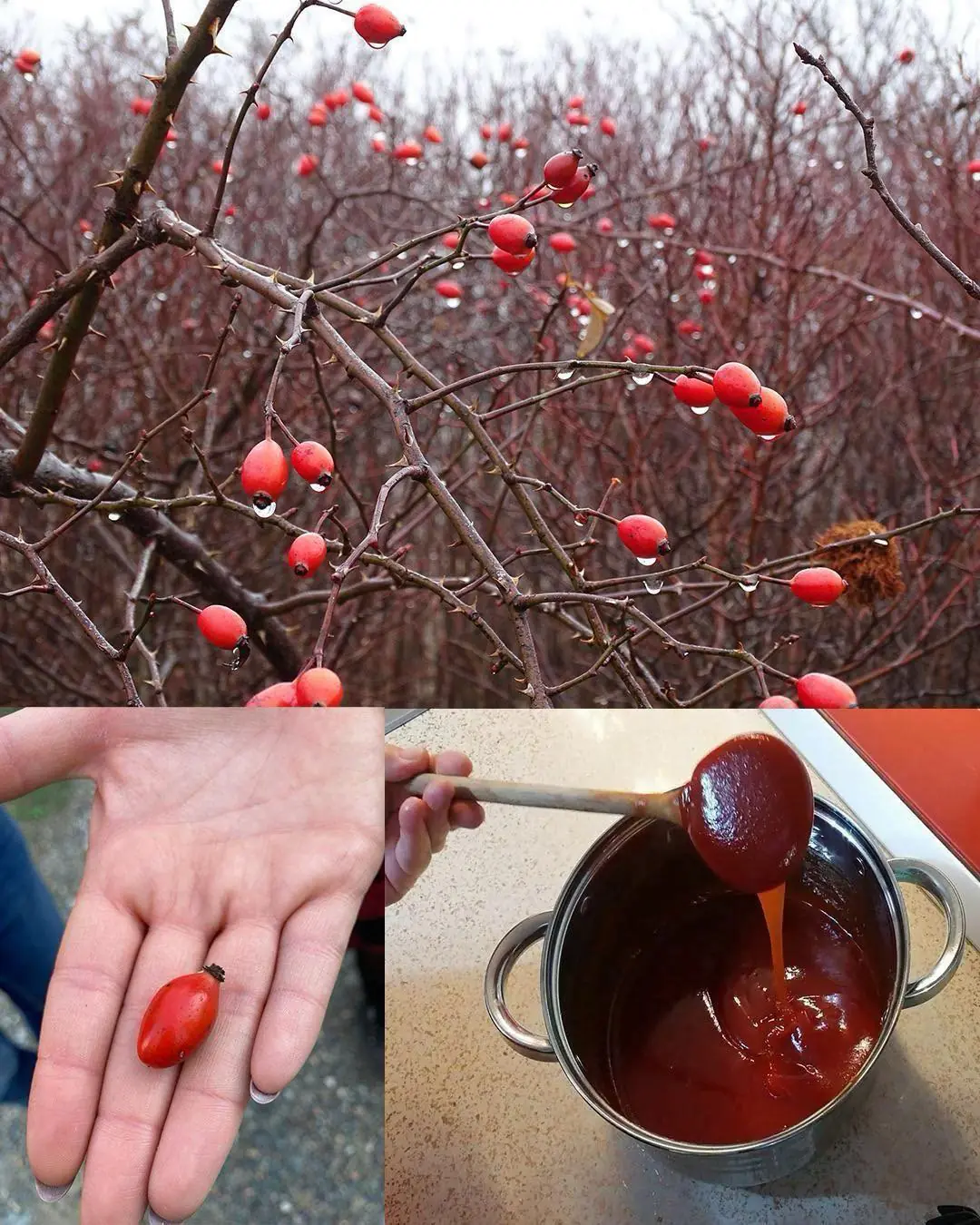 The Hidden Power of Dog Rose (Rosa canina): 10 Surprising Health Benefits and How to Use It