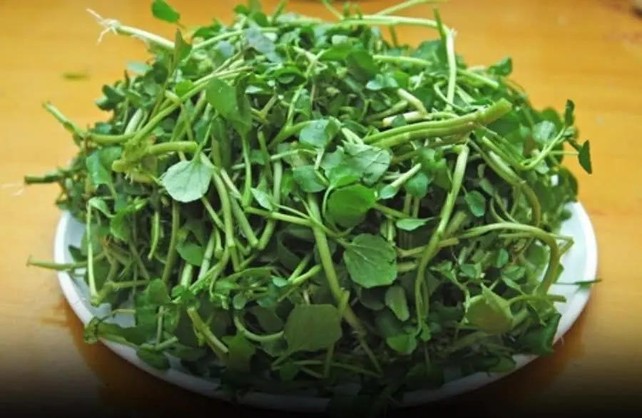 4 best vegetables to help prevent can.cer