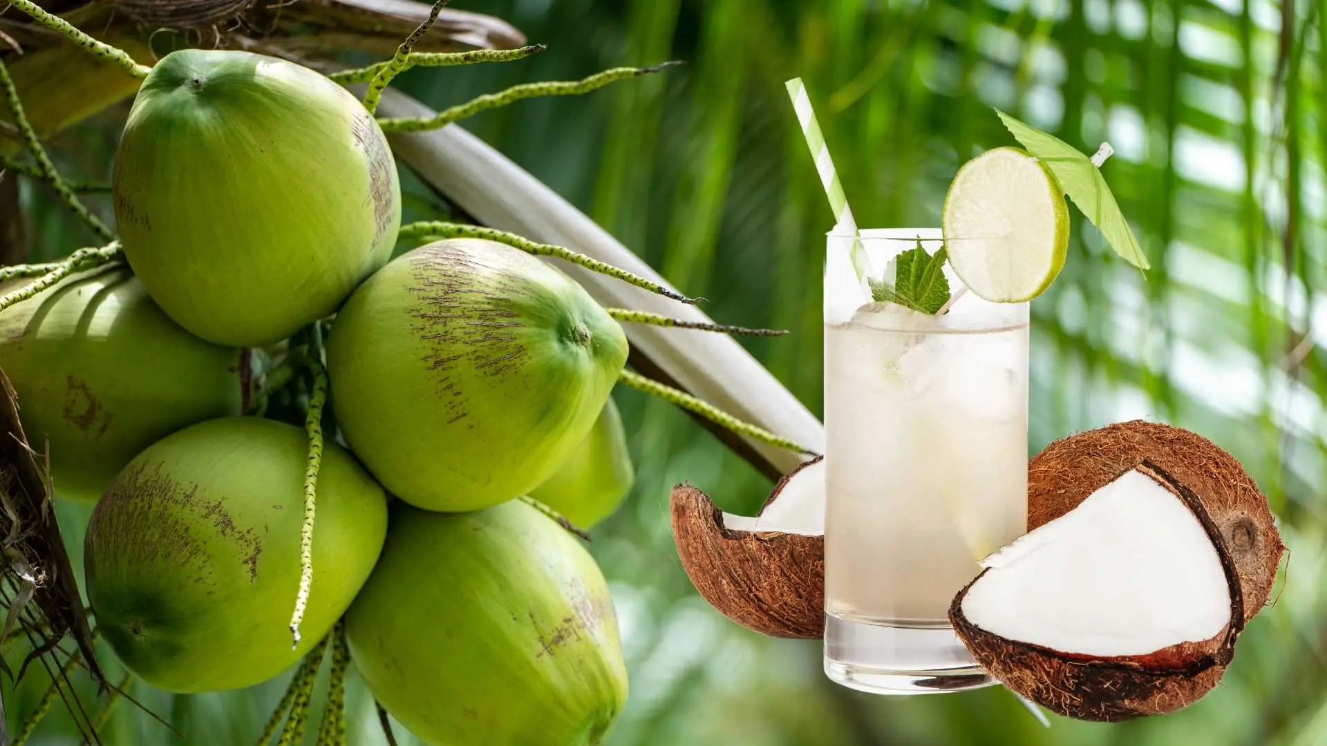 Coconut Water Is Tasty and Healthy, Perfect for Staying Refreshed in the Summer — But These Groups of People Should Avoid Drinking It