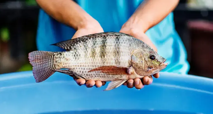 Why should you stop eating tilapia right now? What you need to know before your next meal?