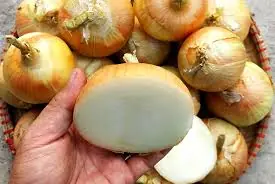 9 out of 10 people store onions incorrectly: Here's why you shouldn't keep them in the fridge