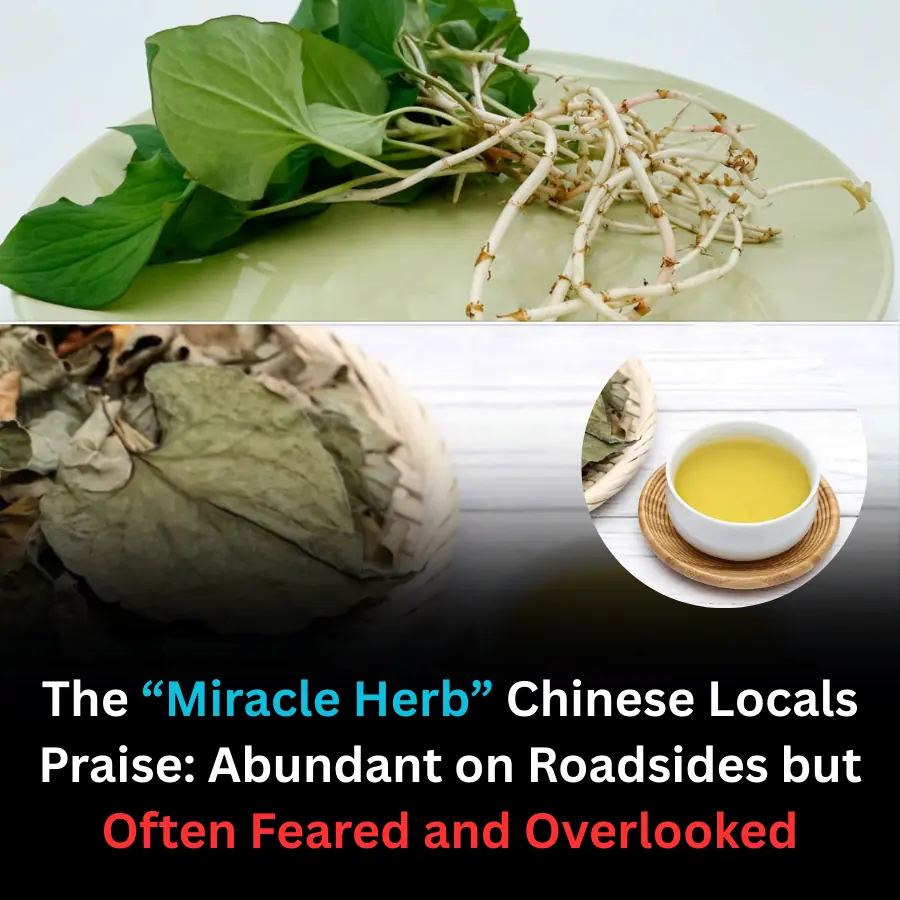 The “Miracle Herb” Chinese Locals Praise: Abundant on Roadsides but Often Feared and Overlooked