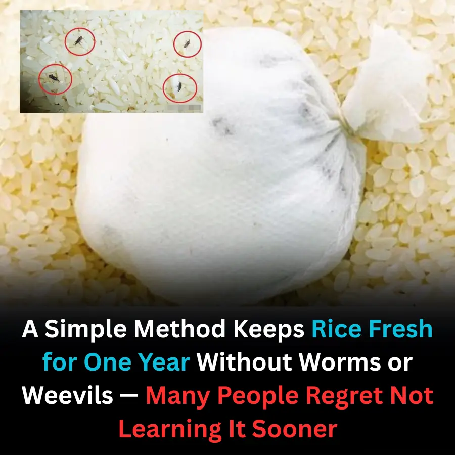 A Simple Method Keeps Rice Fresh for One Year Without Worms or Weevils — Many People Regret Not Learning It Sooner