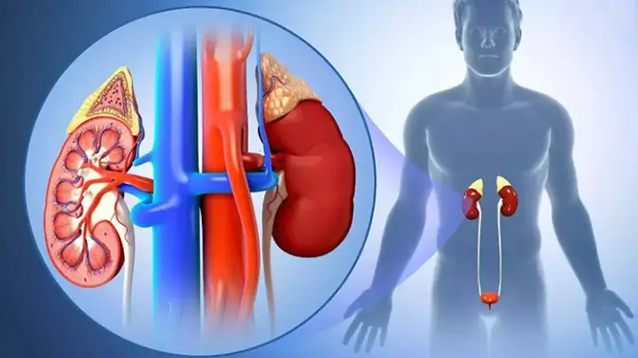 Kidney failure is silent, remember to do this to prevent it