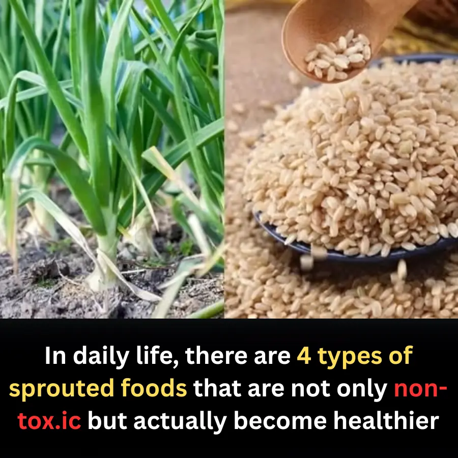 Surprising Nutrition Insight: 4 Sprouted Foods That Become Even Healthier — Not Toxic
