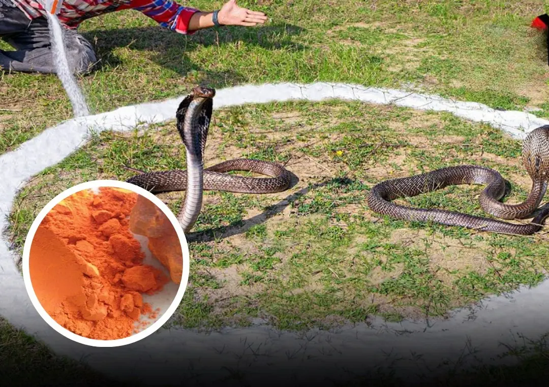 Snake in Your House? Sprinkle These Natural Repellents and Watch It Leave Immediately