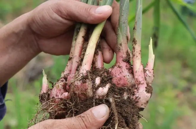 How to grow ginger at home easily and enjoy fresh ginger all year round