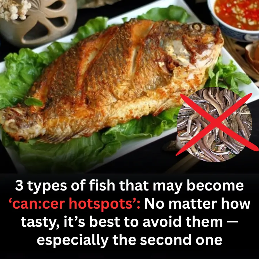 3 types of fish that may become ‘can:cer hotspots’: No matter how tasty, it’s best to avoid them — especially the second one