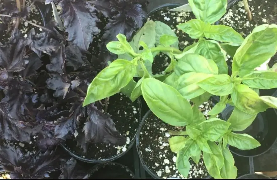 This vegetable is not only a familiar spice but also a valuable medicine