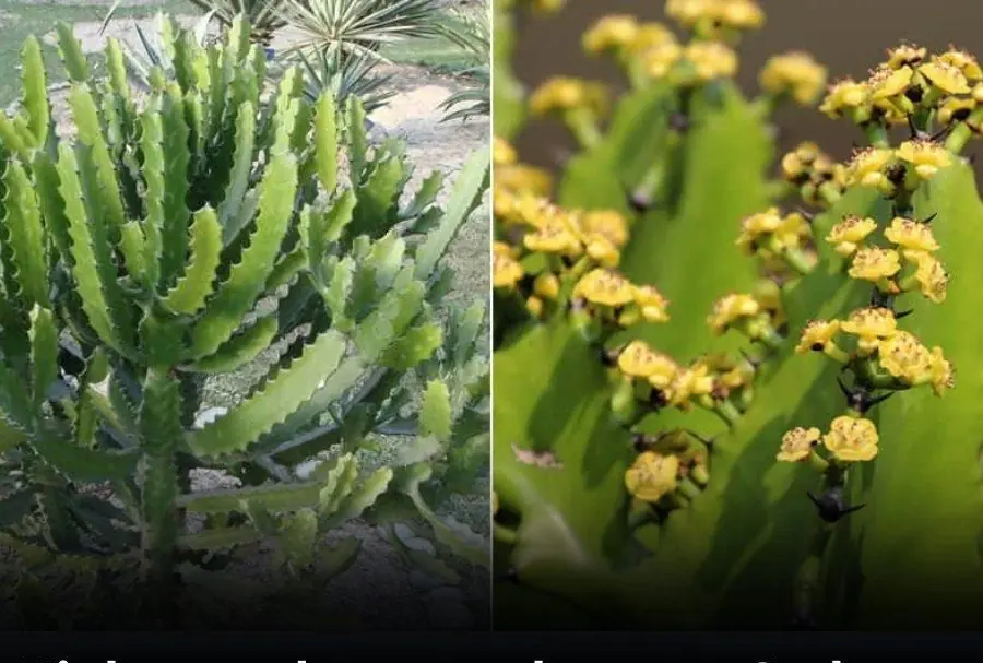 Try picking a few plants from this list and see what good things come your way!