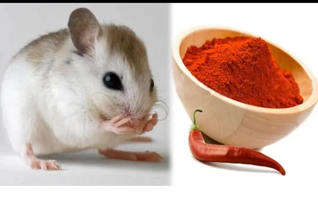 3 Easiest Ways to Get Rid of Mice in Your House