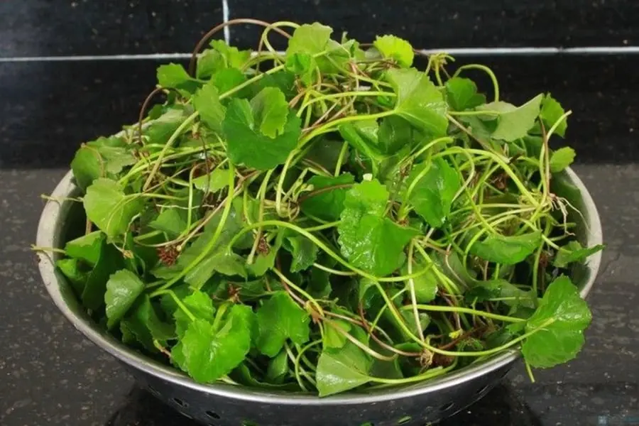 3 Vegetables Known as “Natural Li.ver Tonics,” Widely Sold in Local Markets