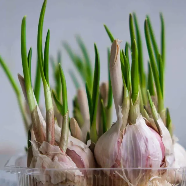 If These 4 Foods at Home Start Sprouting, Don’t Throw Them Away: They’re Not To.xic—They’re Even More Nutritious!
