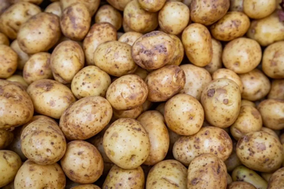 Potatoes are nutritious - But not everyone should eat them frequently