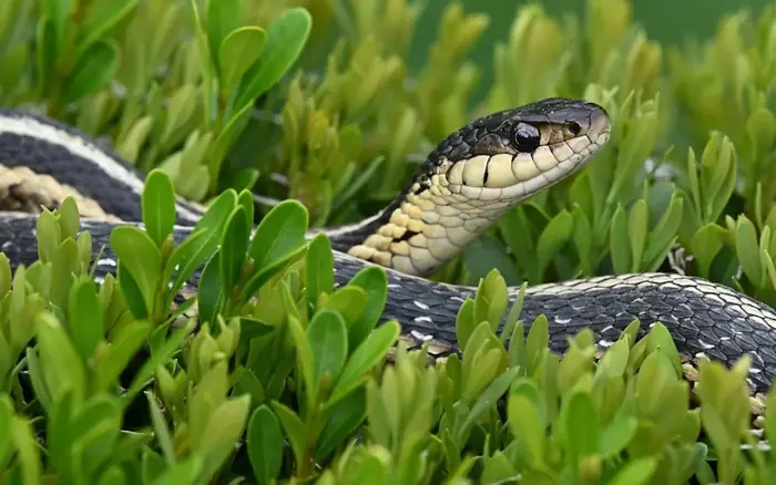 6 plants that snakes are strongly attracted to, and 3 that naturally keep them away