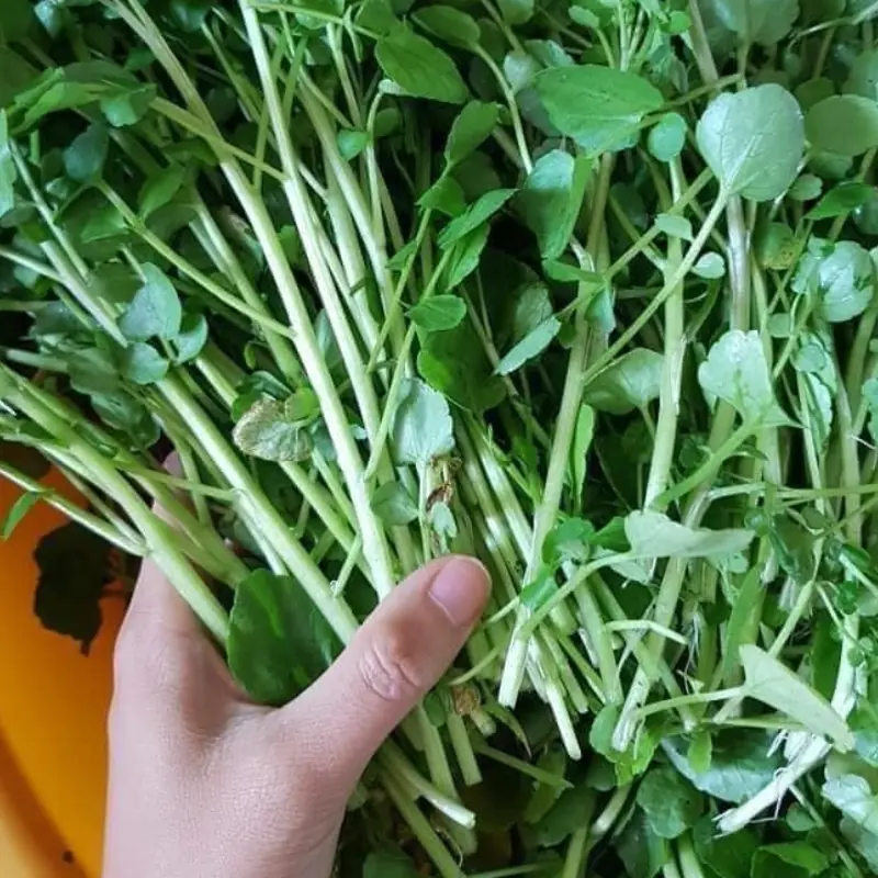 The World Is Buzzing About a Vegetable Said to Fight Can.cer Better Than Drugs