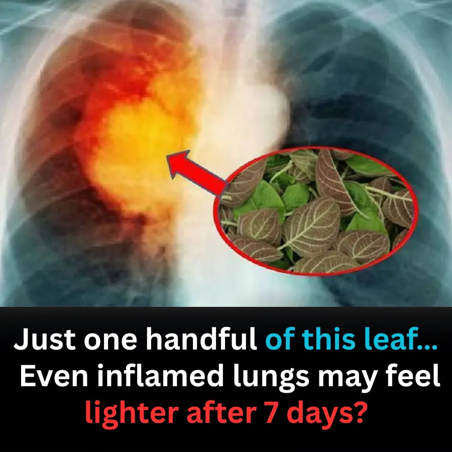 Just one handful of this leaf… Even inflamed lungs may feel lighter after 7 days?