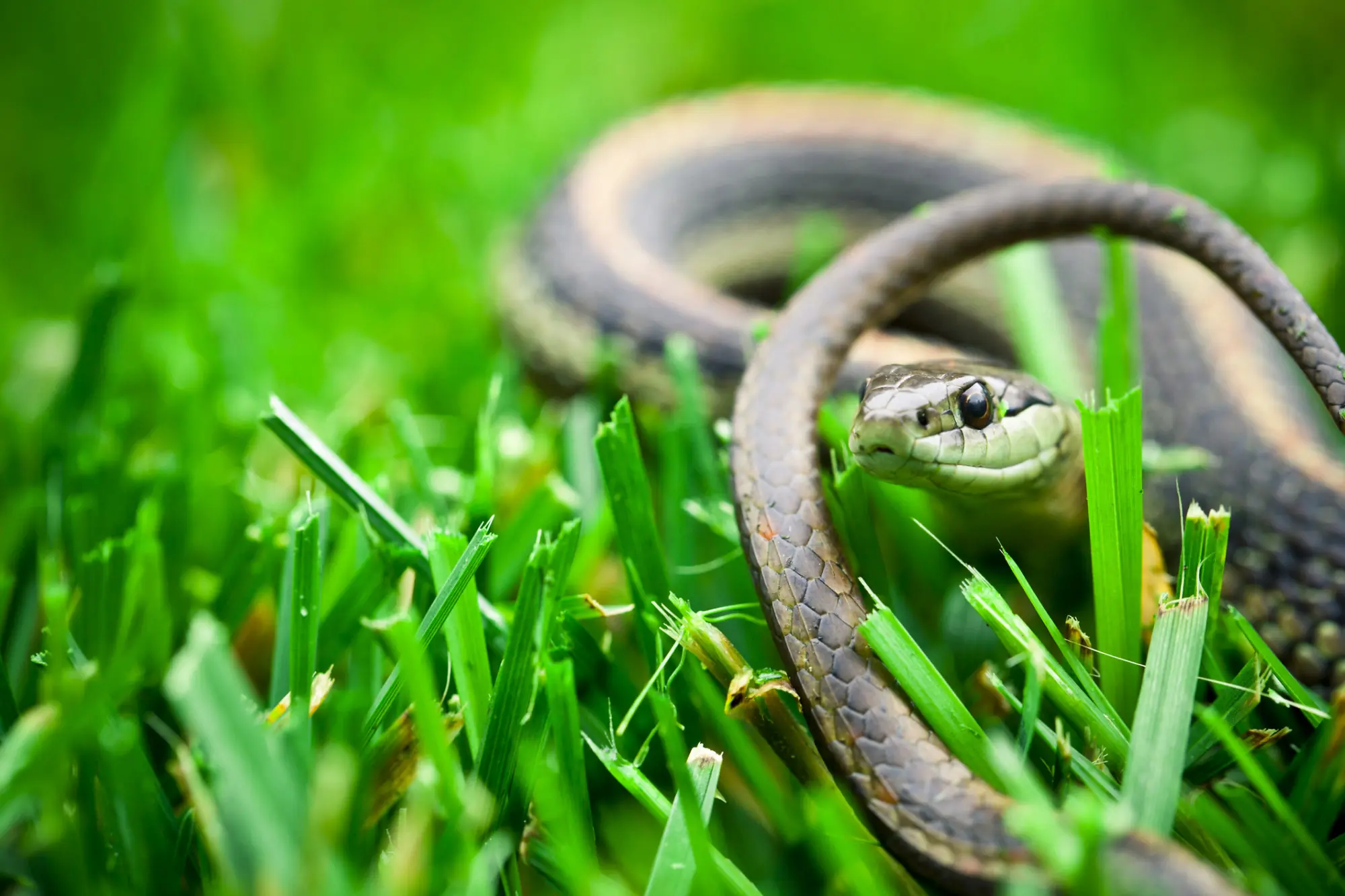 Plants That May Attract Snakes to Your Home: What You Should Know