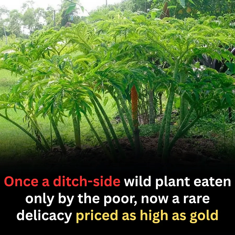 From Ditch-Side Weed to ‘Edible Gold’: How Purslane Became a High-Value Delicacy