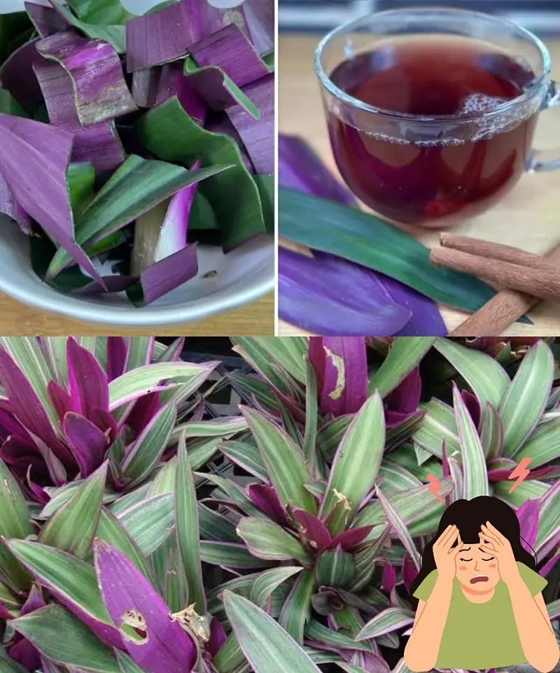 The purple leaf plant: More than just a pretty face but also have unexpected uses
