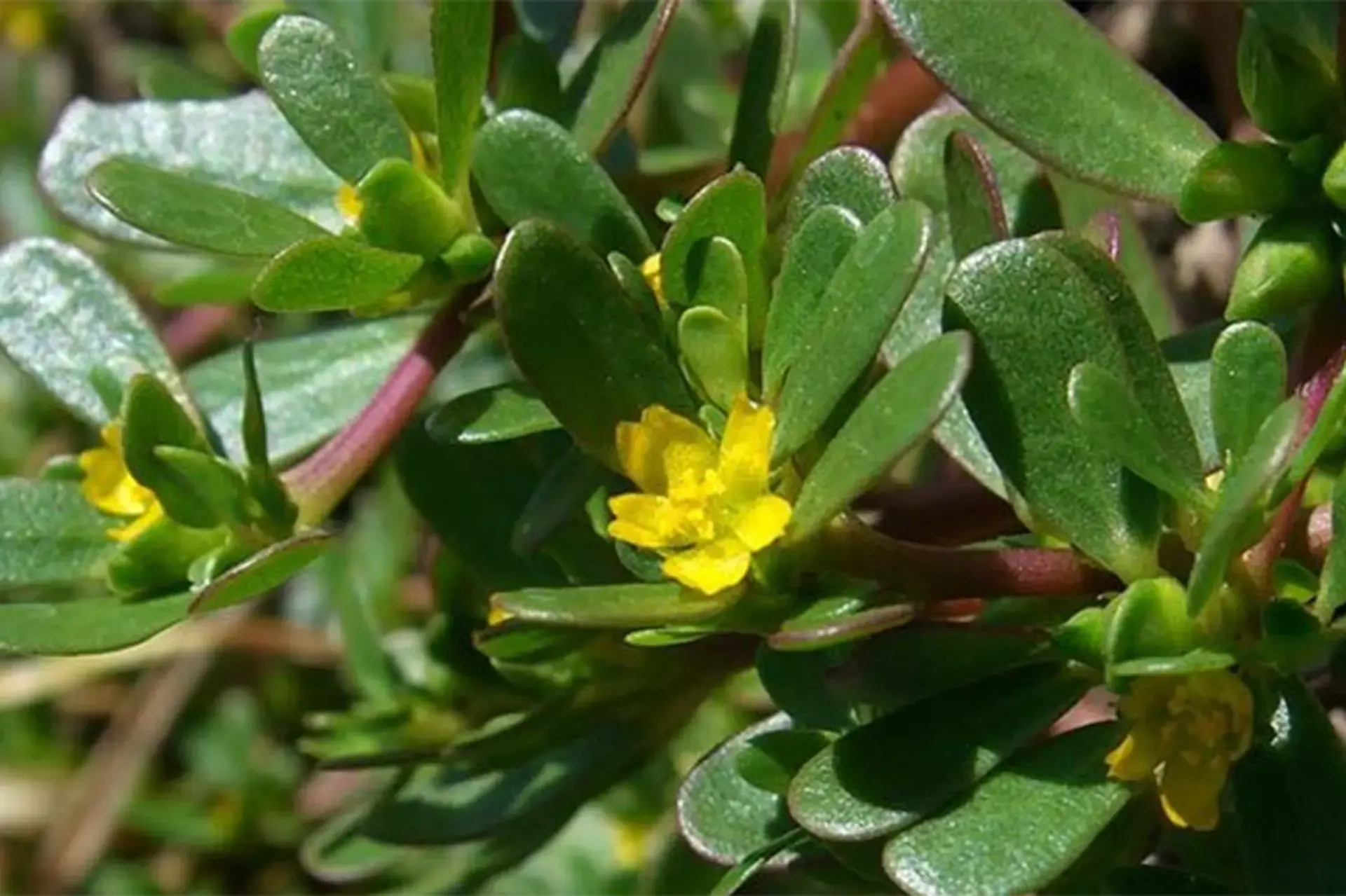 Why You Should Embrace Purslane in Your Garden: 8 Compelling Reasons