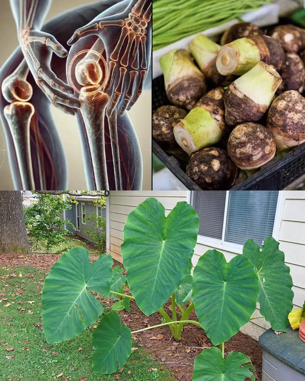 Taro Root: The Ancient Superfood Transforming Health and Sustainability