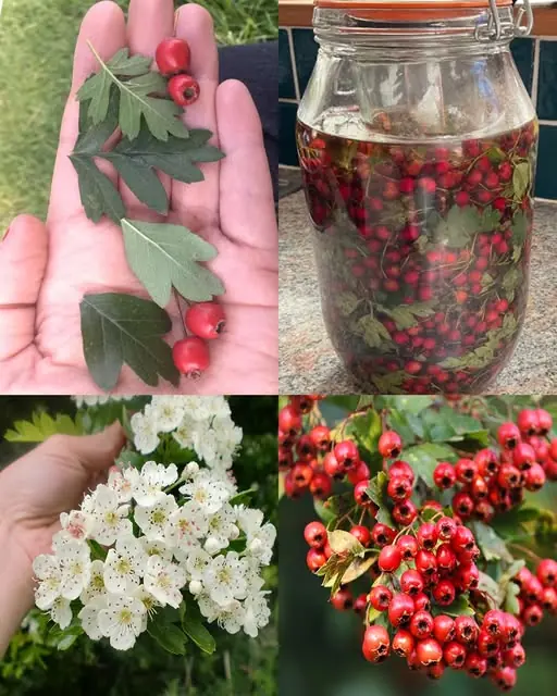 The power of hawthorn: A natural ally for heart and cholesterol health