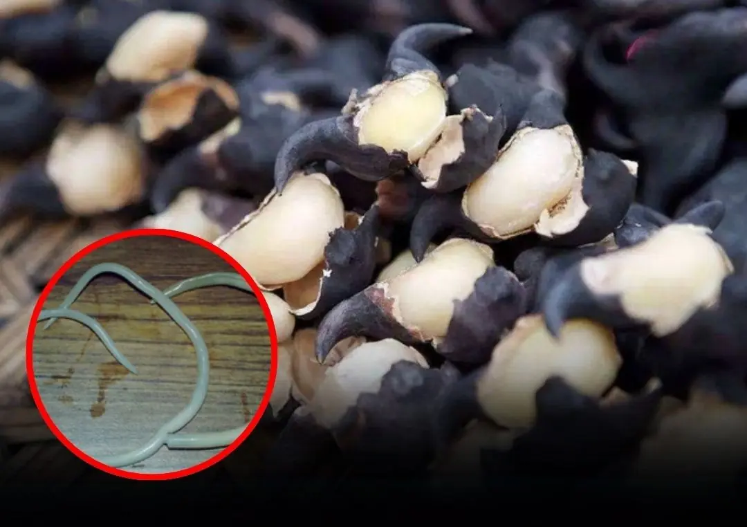 Raw Veggies Might Be Hiding Worms: 5 Types You Shouldn’t Eat Uncooked