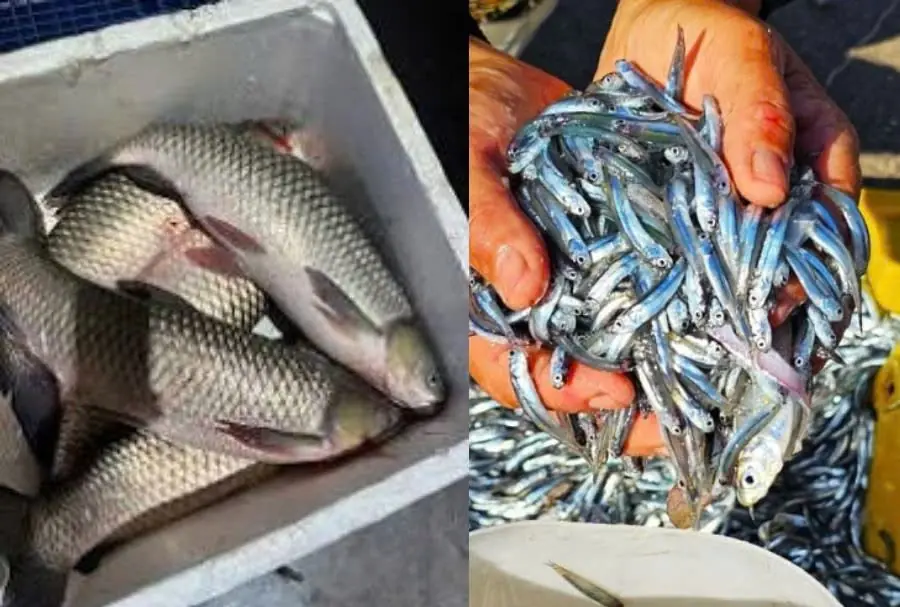 2 types of fish contain a lot of collagen