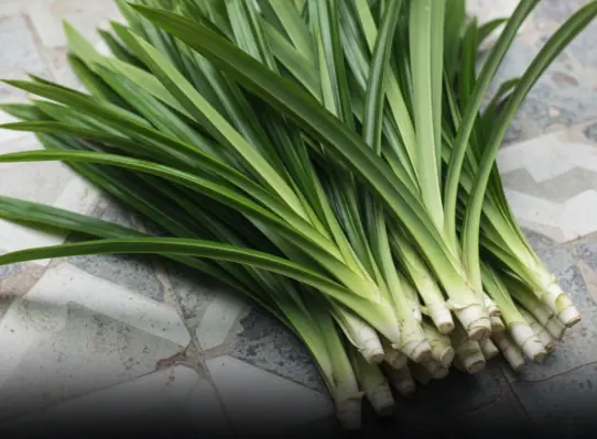 A plant with a distinctive aroma: Both a spice and a 'miracle drug' for health