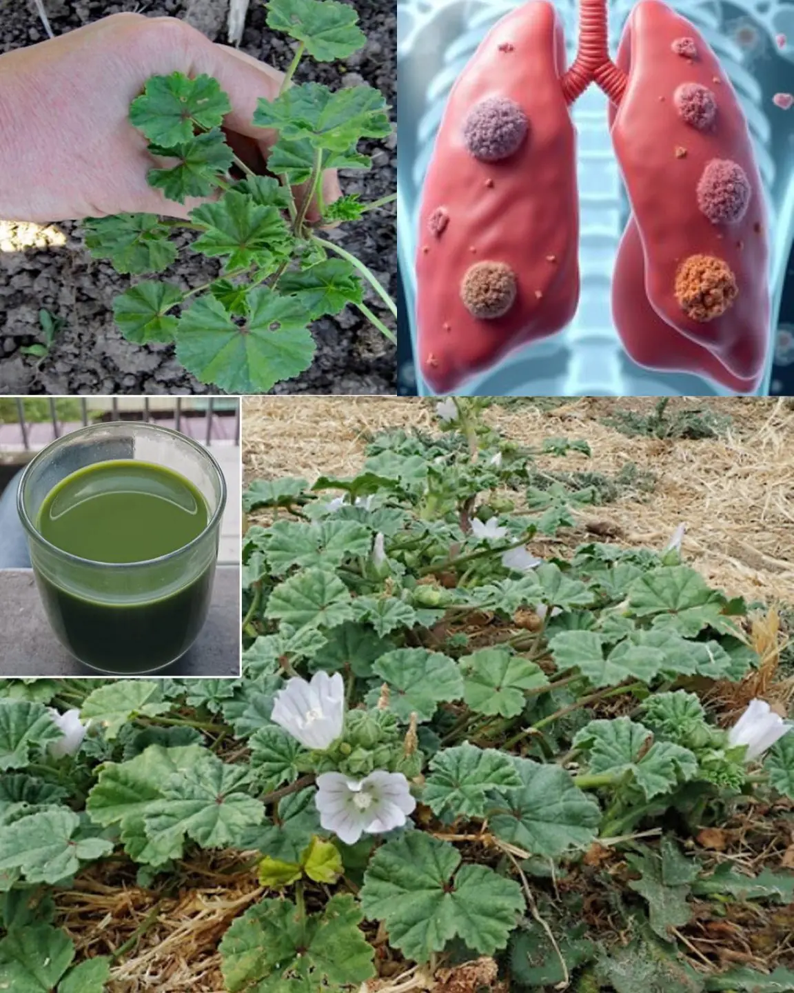 A “Weed” That Turns Out to Be a Natural Treasure for Health