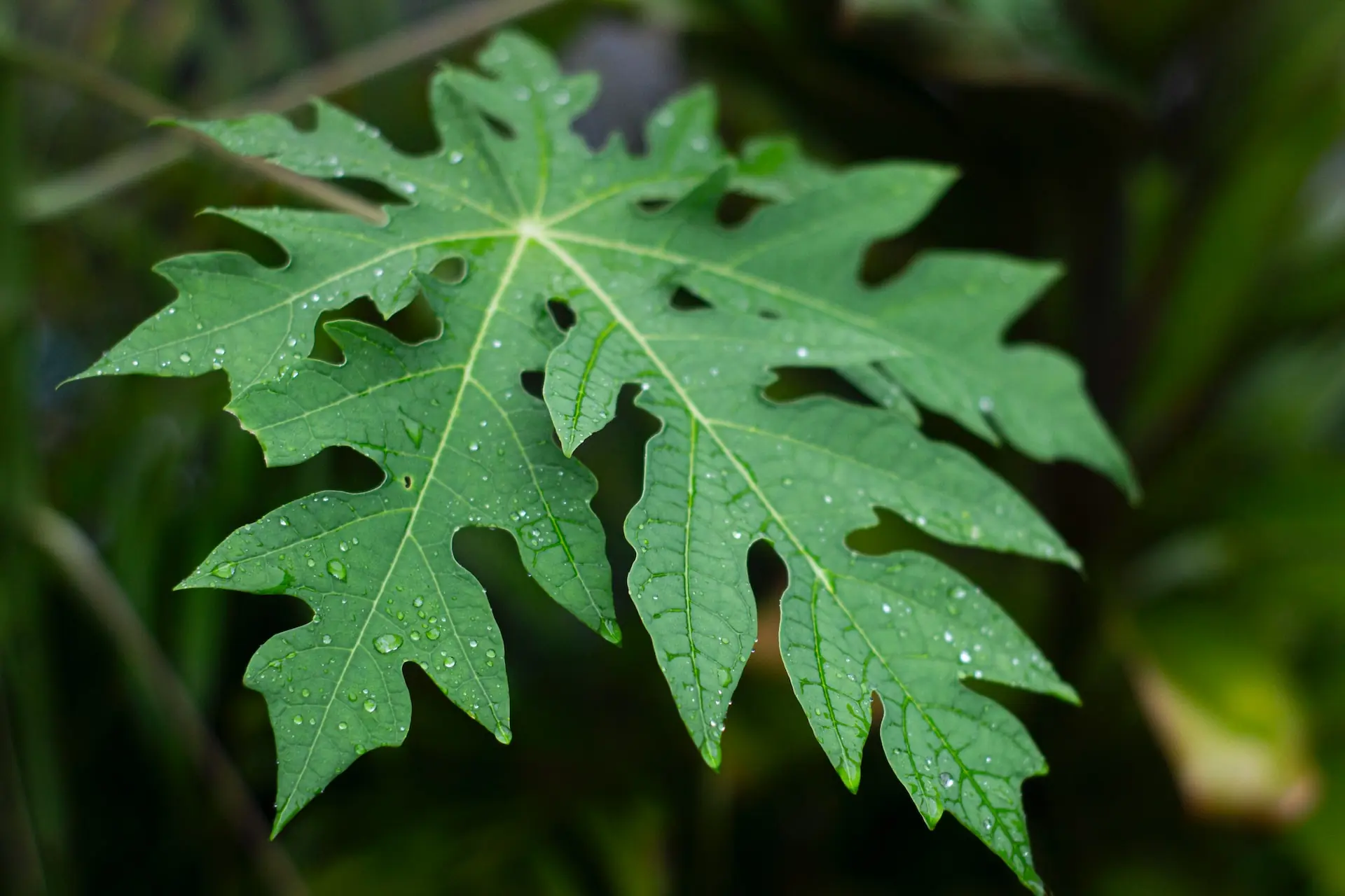 The hidden health benefits of papaya leaves you probably didn’t know