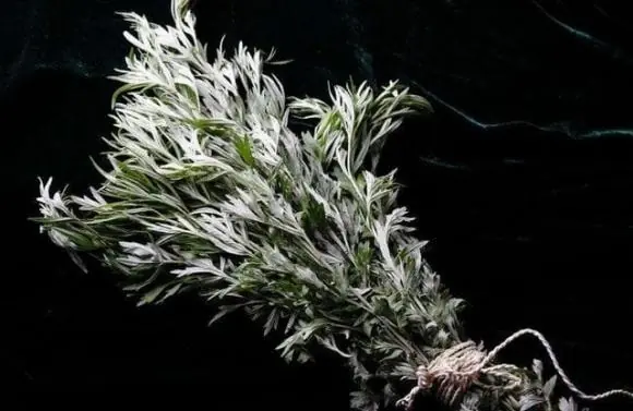 Hang these leaves at your door and watch flies and mosquitoes disappear