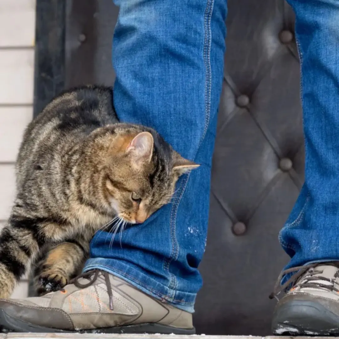 Did you know that cats rub against you when they notice that you have something unusual about you?