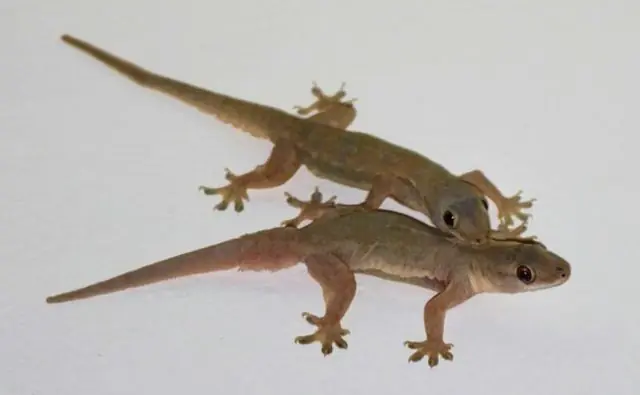 When a lizard visits your house that’s a sign...