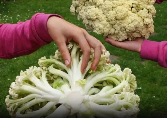 4 types of vegetables that cancer cells fear the most, doctors remind: eating a little bit often is good for your health