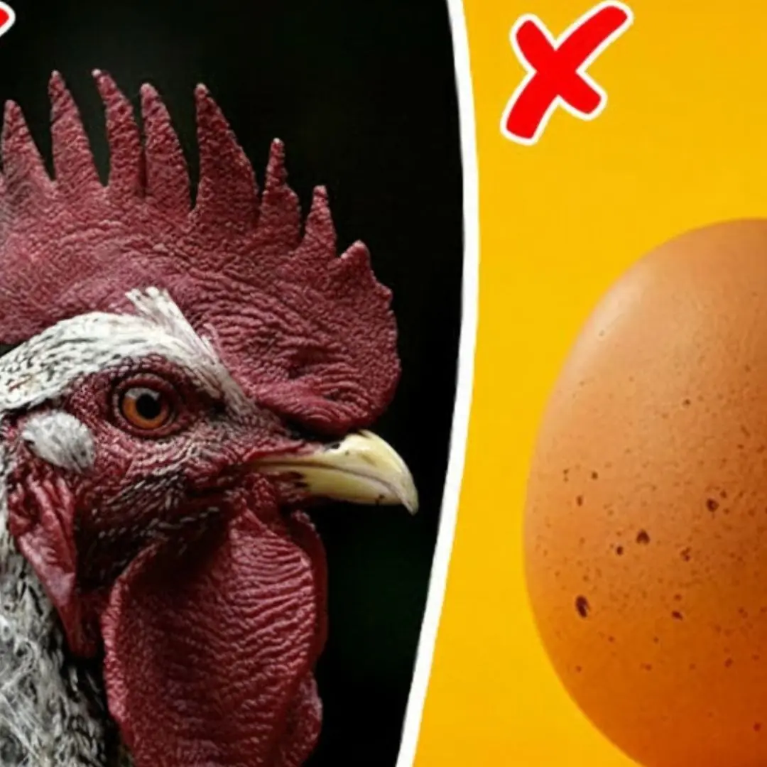 Scientists Finally Reveal a Sho:cking Answer to the ’Chicken-or-Egg’ Dilemma