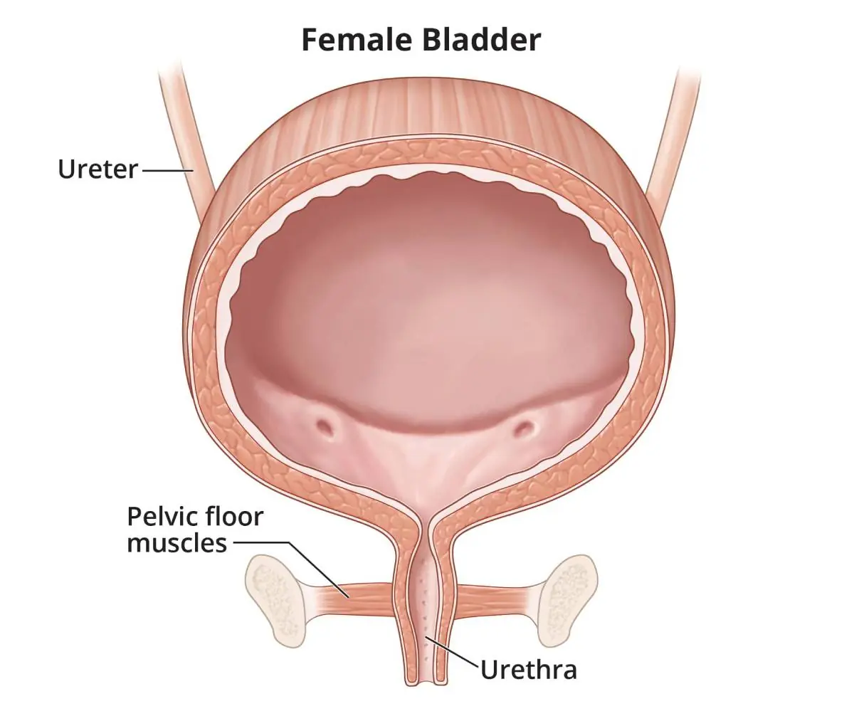 Early Symptoms of Bladder Can:cer That Often Go Unnoticed