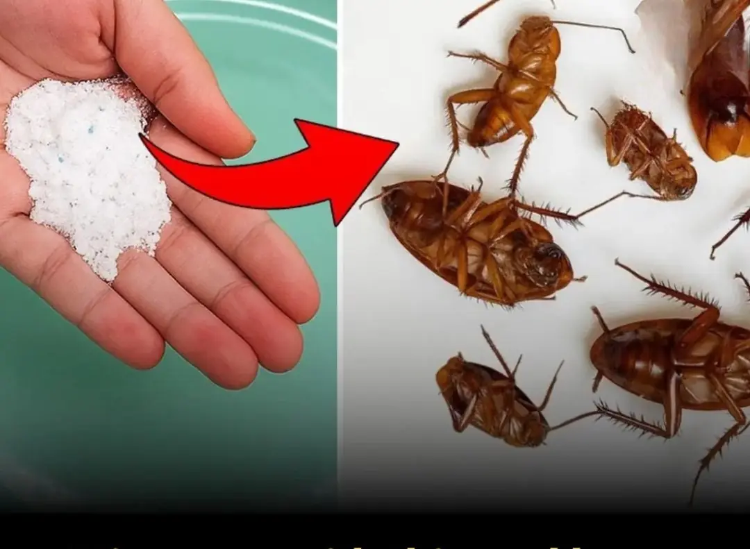 Smart tips to get rid of cockroaches and maintain a clean, fresh home